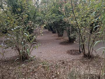 Noccioleto pianeggiante 18600 mq