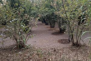 Noccioleto pianeggiante 18600 mq