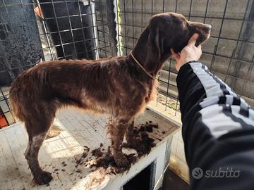 Setter fegato femmina pronta caccia con pedigree