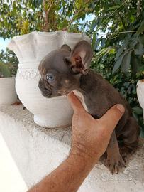 Bulldog francese