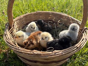 Pulcini galline ornamentali