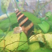 Lumache Anentome Helena