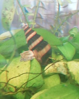 Lumache Anentome Helena