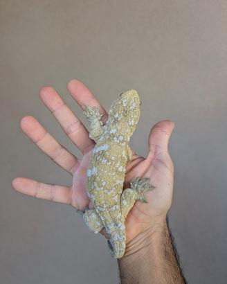 R.leachianus Nuu Ami 2025