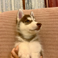 Cuccioli di husky con pedigree