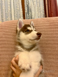 Cuccioli di husky con pedigree