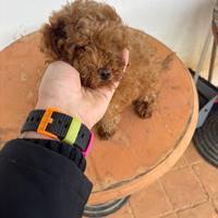 Cucciola di Barbocina