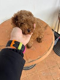 Cucciola di Barbocina