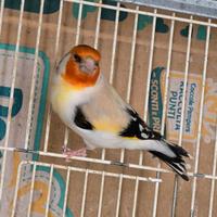 Cardellino Mayor Eumo