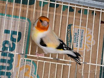 Cardellino Mayor Eumo