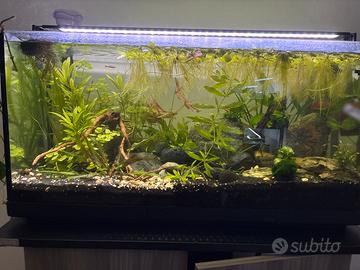 Piante acquario