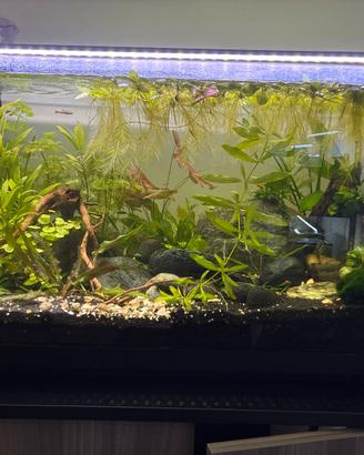 Piante acquario
