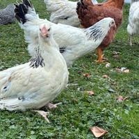 Galline Sussex giovani