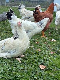 Galline Sussex giovani