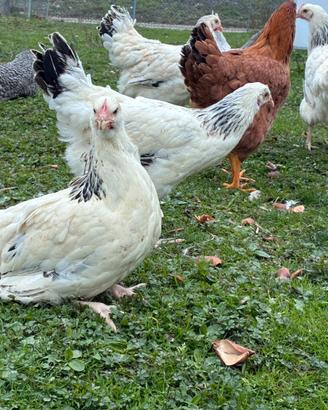 Galline Sussex giovani