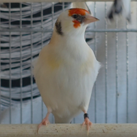 Carrdellina Sciarpata pezzata eumo major 2025