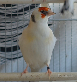 Carrdellina Sciarpata pezzata eumo major 2025