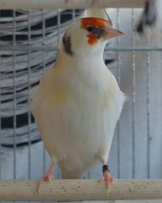 Carrdellina Sciarpata pezzata eumo major 2025