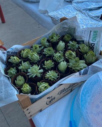 piante grasse e succulente