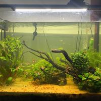 Acquario Askoll pure led XL HC
