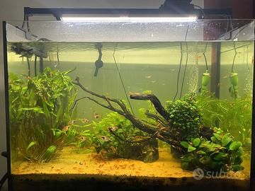 Acquario Askoll pure led XL HC