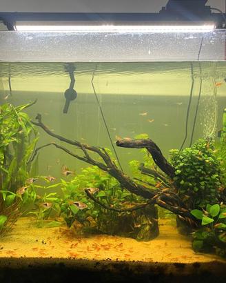 Acquario Askoll pure led XL HC