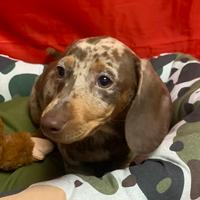 Bassotto Arlecchino cioccolat