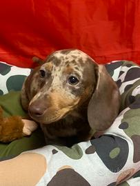 Bassotto Arlecchino cioccolat