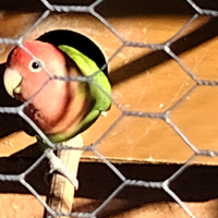 Pappagalli inseparabili