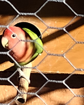 Pappagalli inseparabili