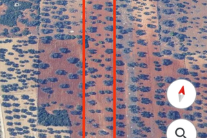 Terreno con Alberi di Ulivo secolari
