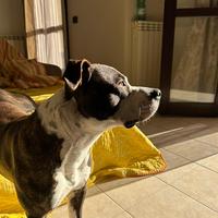 Pitbull