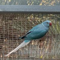 Parrocchetto dal collare