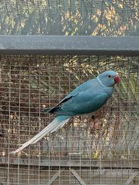 Parrocchetto dal collare