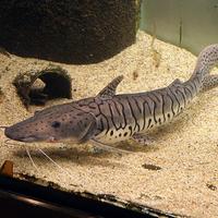 Pesce Gatto Hybrid Pseudoplatystoma fasciatum