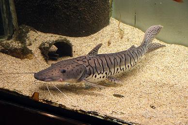 Pesce Gatto Hybrid Pseudoplatystoma fasciatum