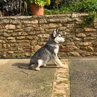 Cuccioli husky