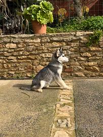 Cuccioli husky