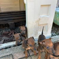 Pinscher nani