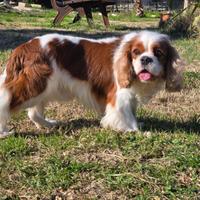 Cavalier King per accoppiamento