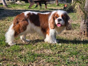 Cavalier King per accoppiamento