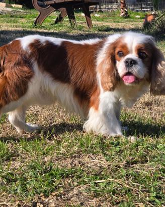 Cavalier King per accoppiamento