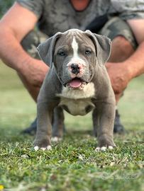 Cuccioli american bully xxl