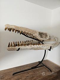 fossile dinosauro