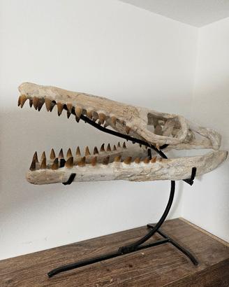 fossile dinosauro