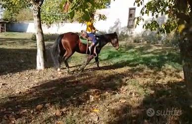 Cavallo monta Western