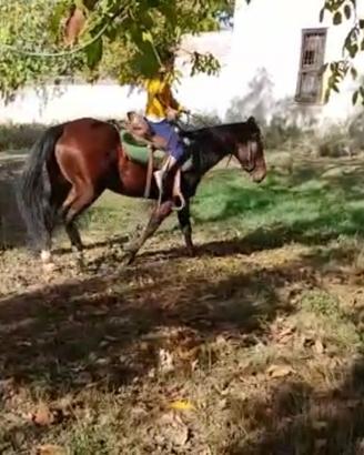 Cavallo monta Western