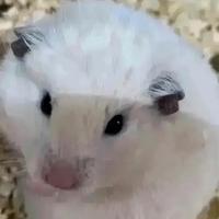 Criceti dorati in diverse colorazioni