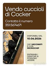 Cocker