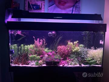 Piante rare acquario